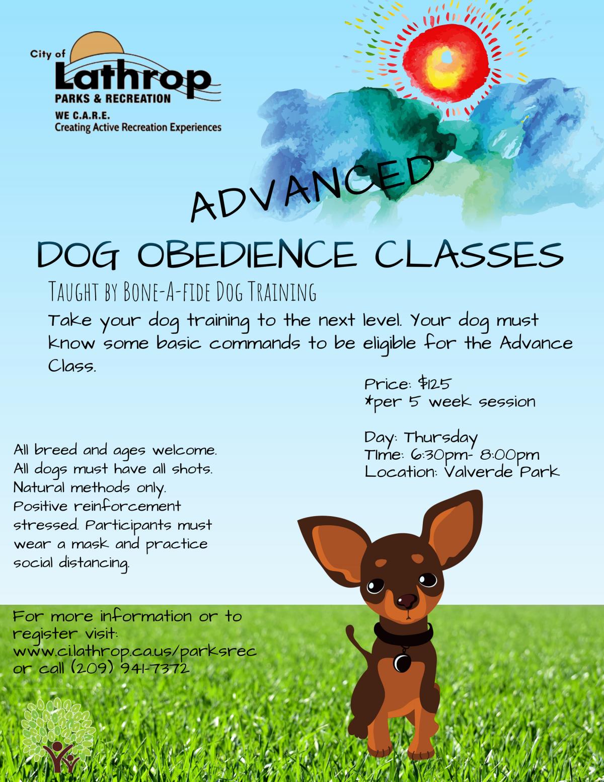 Advanced Dog Obedience Classes
